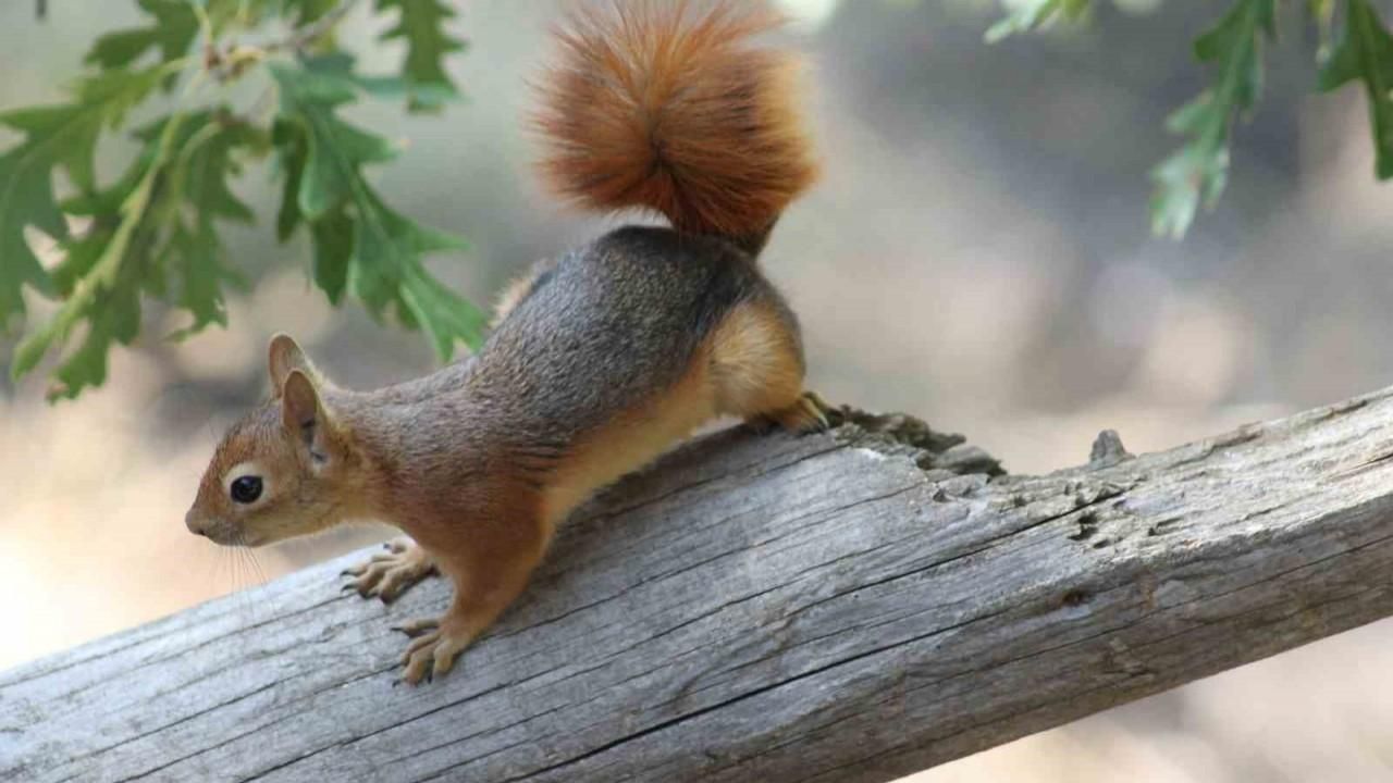 Kızıl Sincap, piknikçilerin misafiri oldu