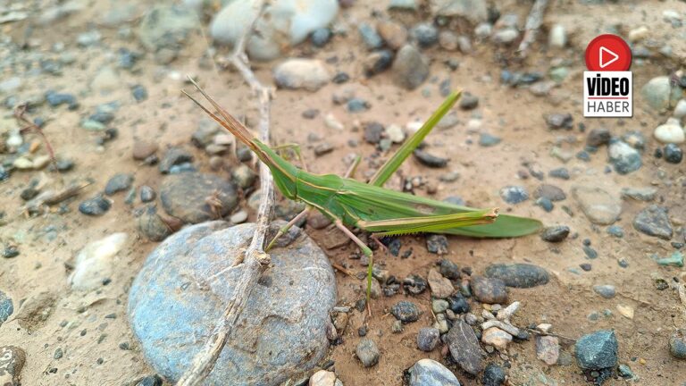 Erzincan Doğasında Nadir Konuk