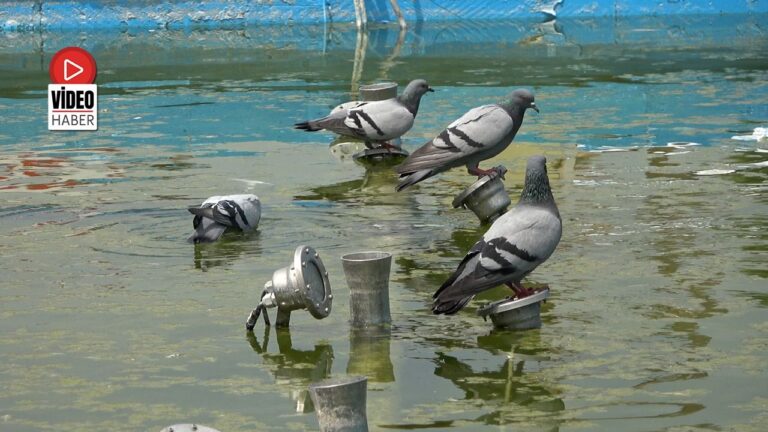 Erzincan’da Kavurucu Sıcaklara Kuşlar da Dayanamadı