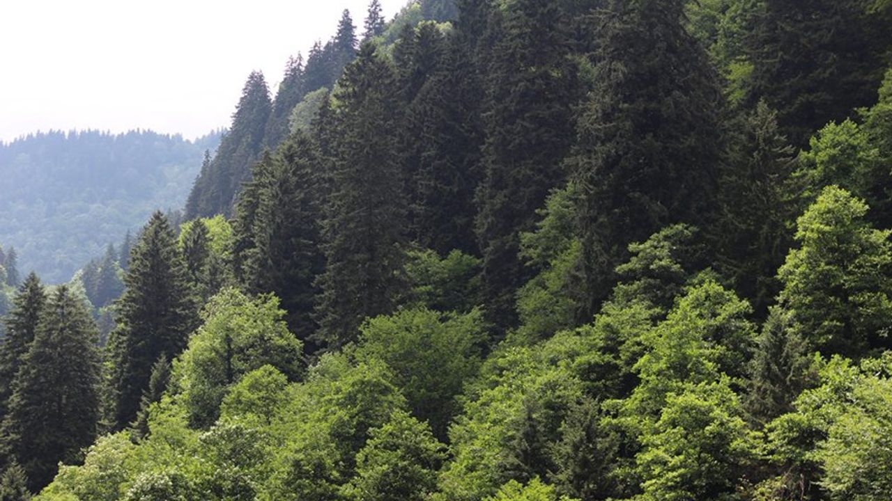 Valilik Duyurdu! Erzincan’da Ormanlara Giriş Yasaklandı