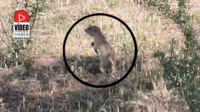 Yer Sincapları Munzur Dağı Eteklerinde Görüntülendi