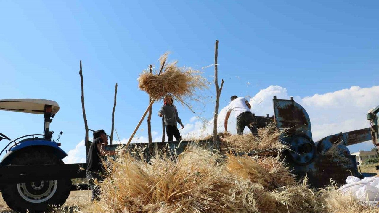 Tercan’da Hububat Tarlalarında Hasat Başladı
