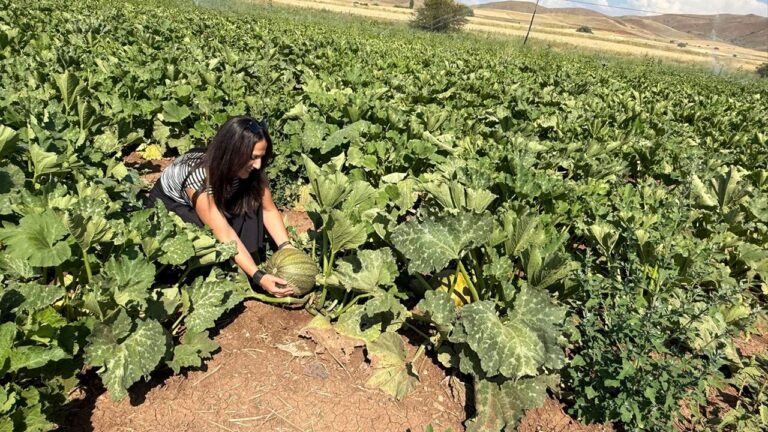 Tercan’da Tarımsal Ürün Desenine Yeni Bir Ürün Daha: Çerezlik Kabak