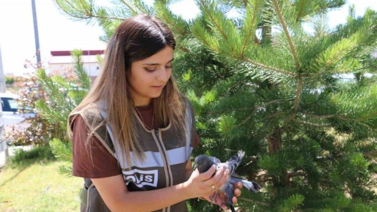 Yaralı Güvercine Polis Şefkati