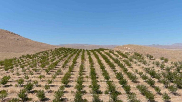 250 Dekarlık Alana 10 Binin Üzerinde Vişne Ağacı Dikerek Zoru Başardı