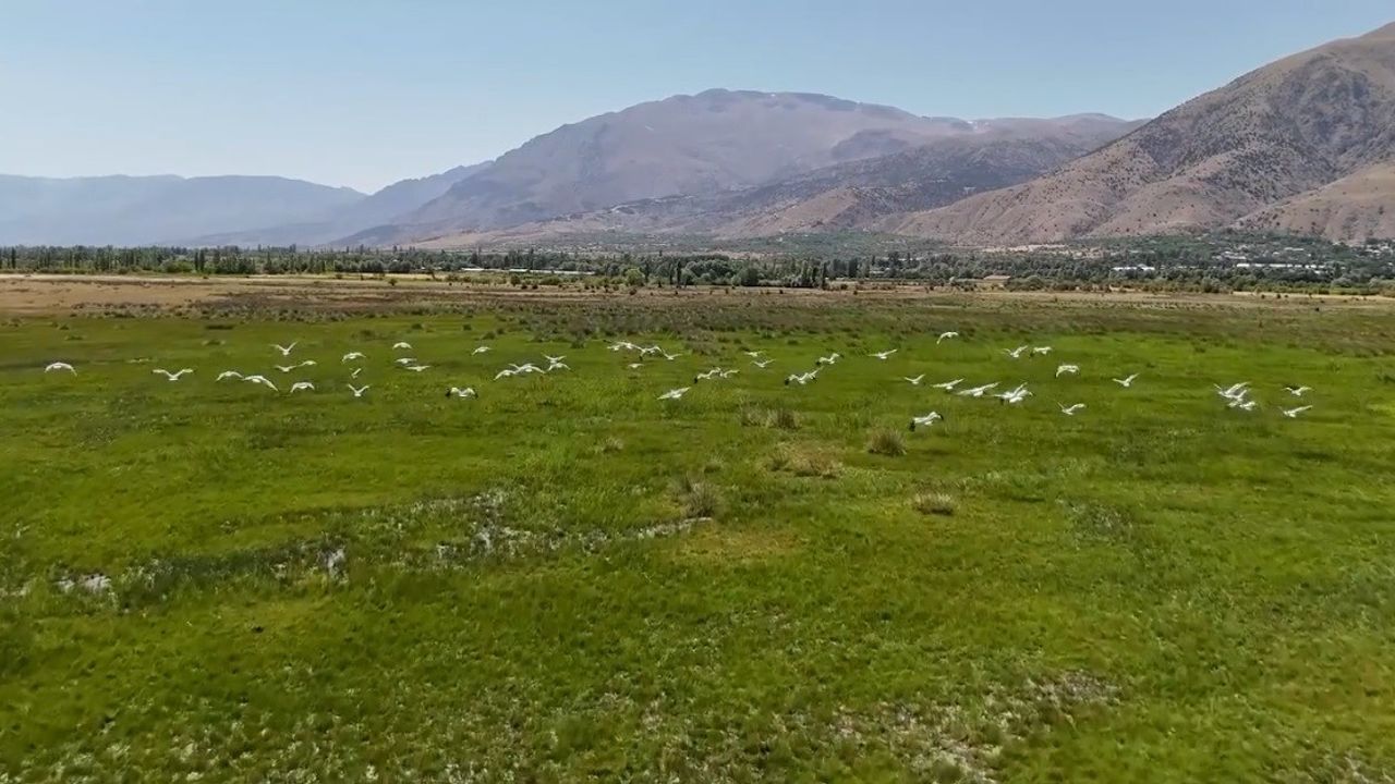 Afrika’dan Göç Eden Leylek Sürüsü Erzincan’da Mola Verdi