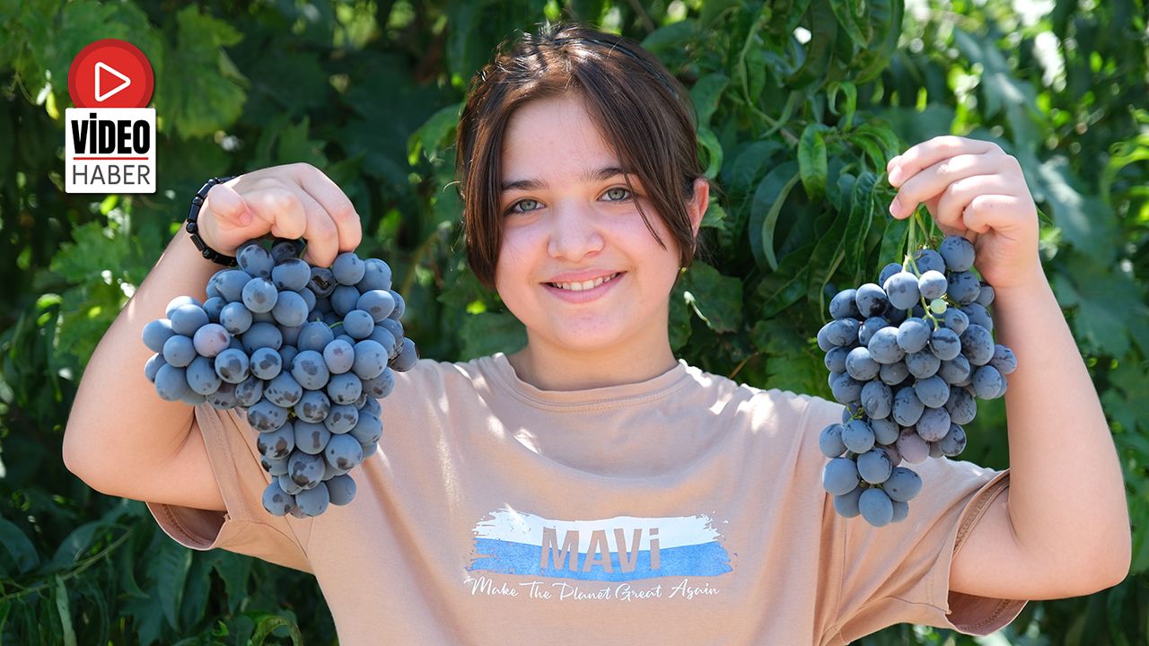 Cimin Üzümünde Hasat Zamanı