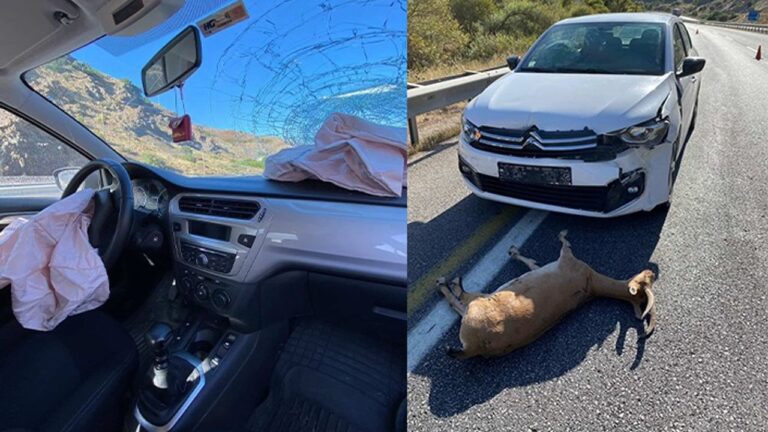 Dağ Keçisine Otomobil Çarptı