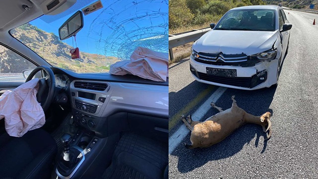 Dağ Keçisine Otomobil Çarptı