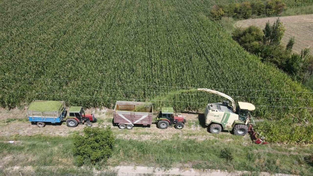 Erzincan Ovası’nda Silajlık Mısır Çiftçilerin Gözdesi Oldu