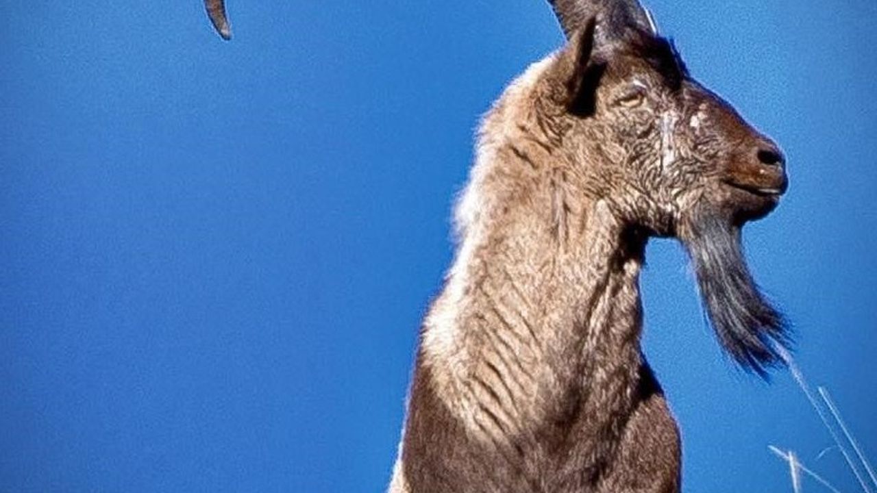 Erzincan’da Av Turizmi Kapsamında 11 Yaban Keçisi Kotası Tepkilere Neden Oldu