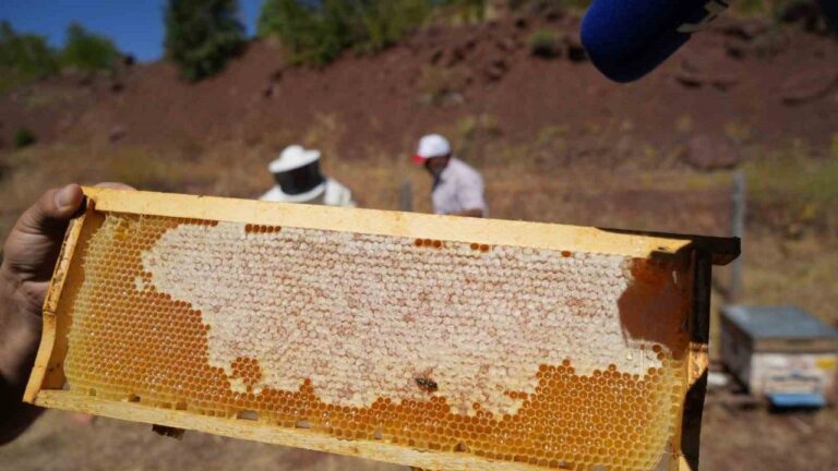 Erzincan’da Kayıtlı Arıcılık İşletme Sayısı Bin 92