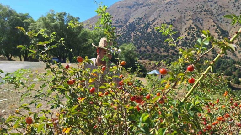 Erzincan’da Kuşburnu, Zorlu Arazilerde Toplanmaya Başlandı