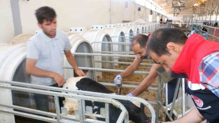 Erzincan’da Şap Hastalığına Karşı Aşılama Yapılıyor