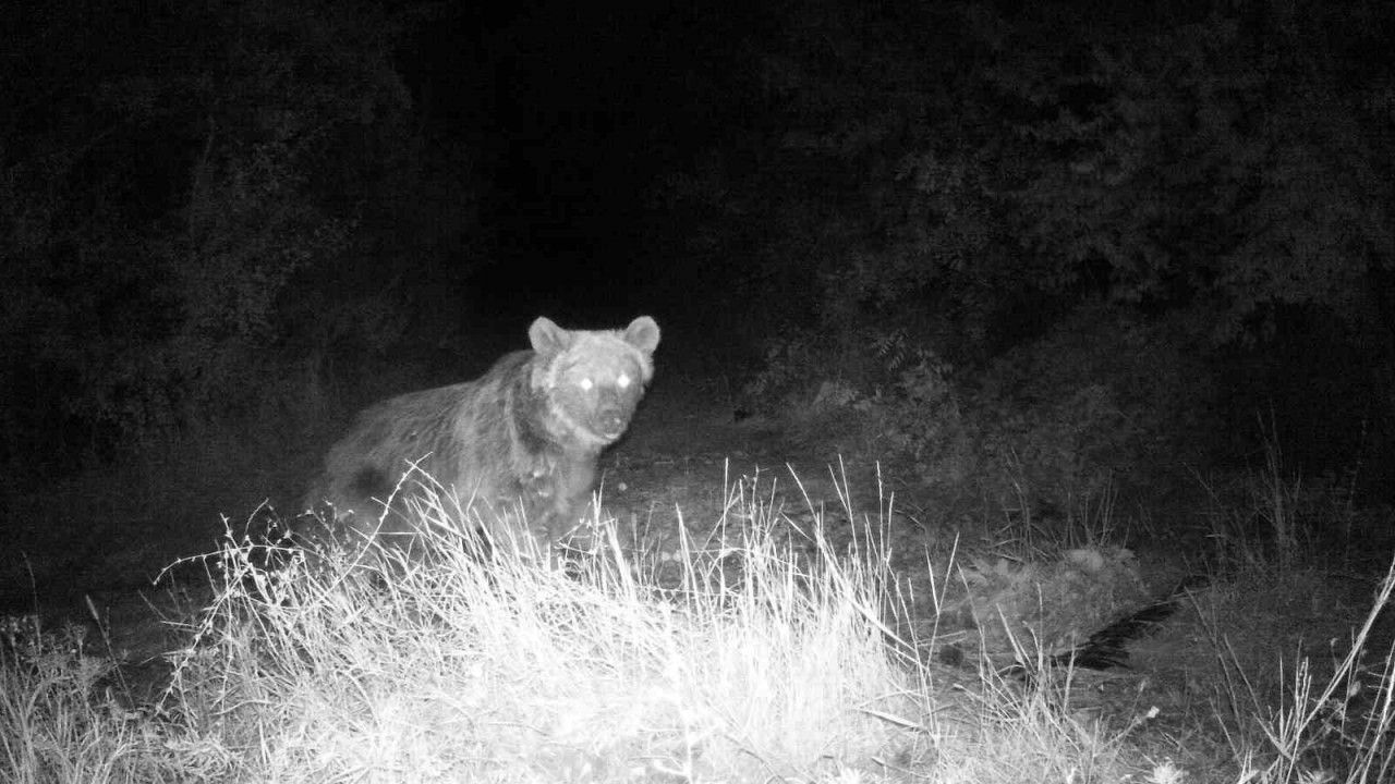 Erzincan’da Yaban Hayatı Fotokapanla Görüntüleniyor