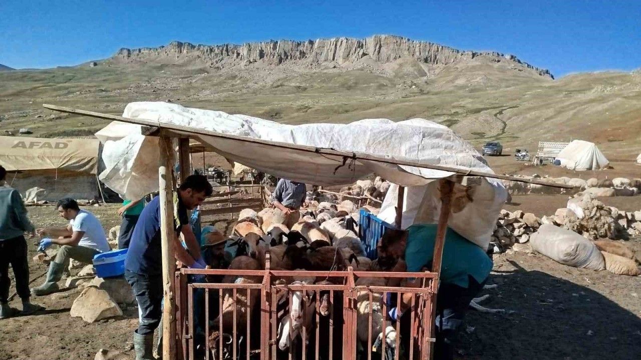 Erzincan’da Yayladaki Hayvanlara Şap Aşısı Vuruldu