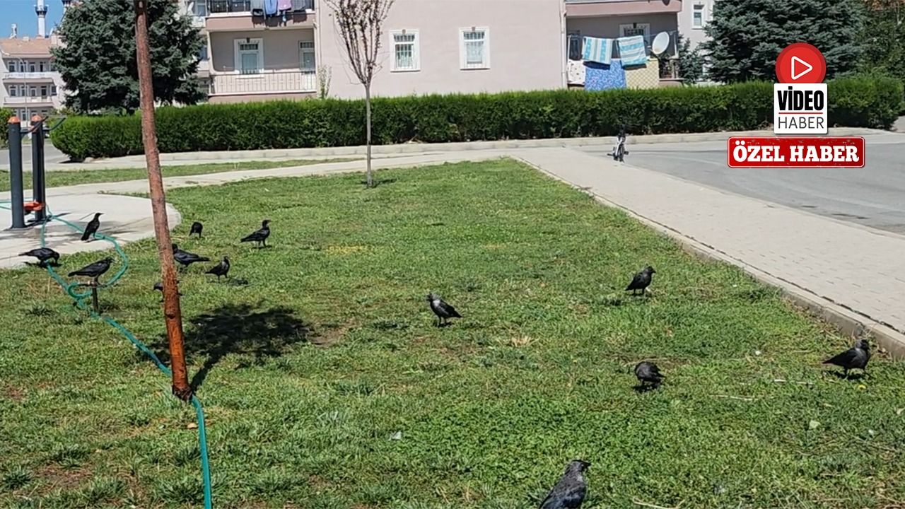 Erzincan’da Kargalar Doğal Temizlikçi Oluyor