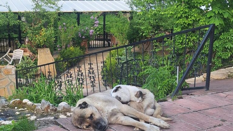 Erzincan’da Kedi ile Kangal Köpeğinin Sıra Dışı Dostluğu Görenleri Şaşırtıyor