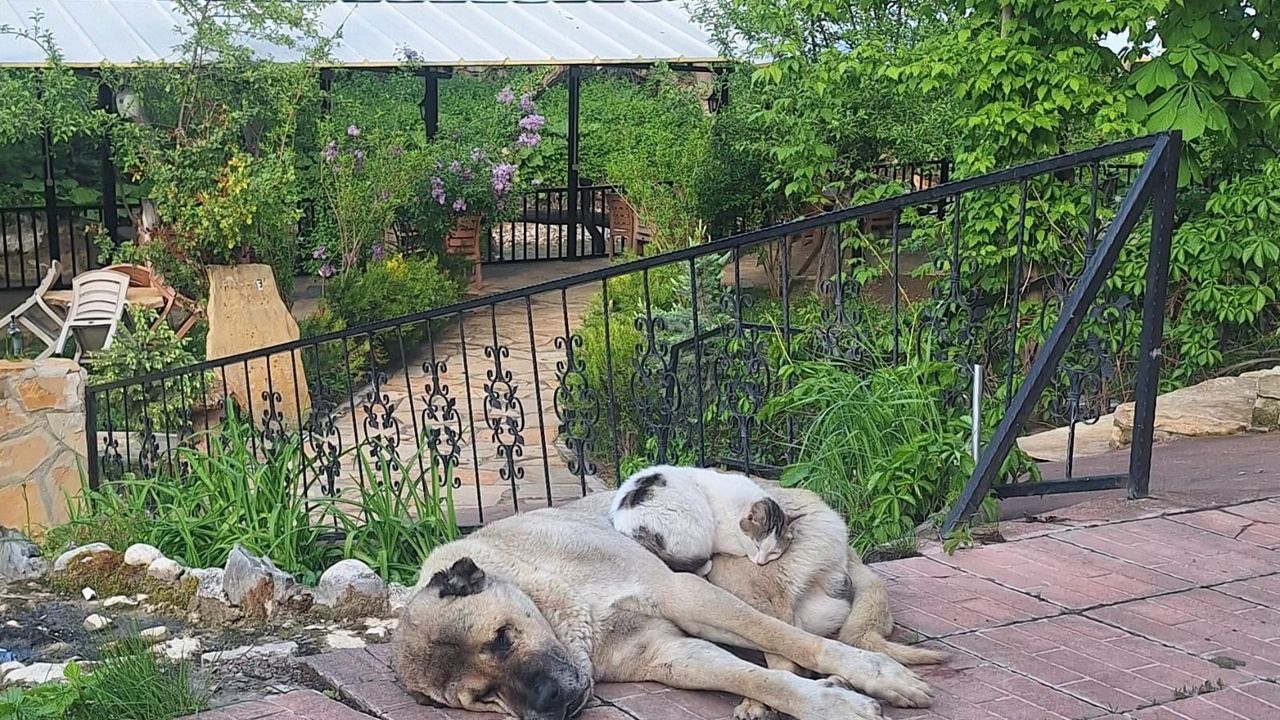 Erzincan’da Kedi ile Kangal Köpeğinin Sıra Dışı Dostluğu Görenleri Şaşırtıyor