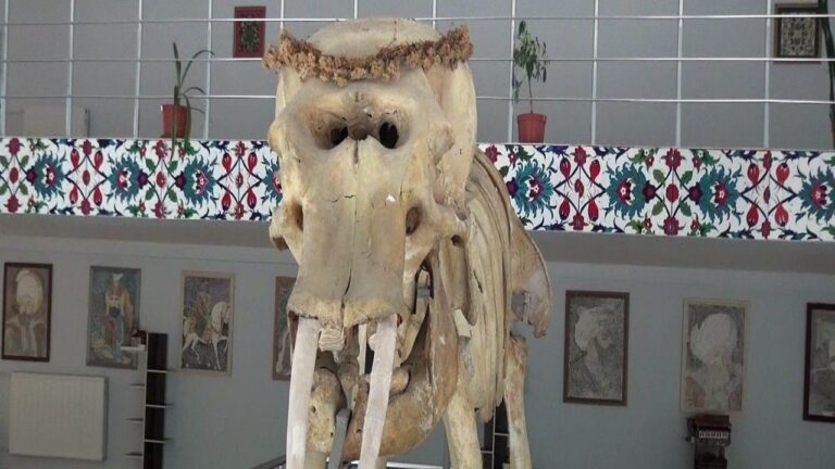 Kemaliye’deki Müzede Bulunan Objeler Arşivlendi