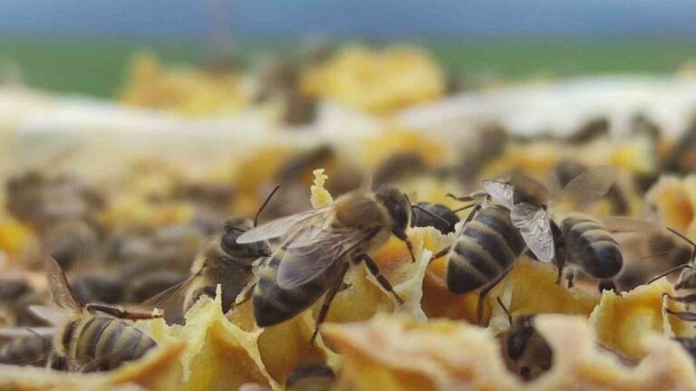 Refahiye’deki Bal Tesisiyle İlgili Tarım Kredi’den Açıklama
