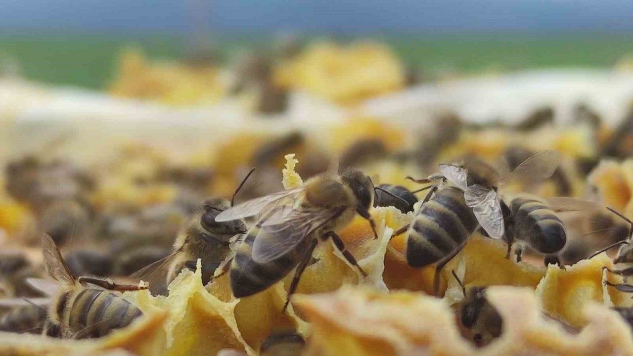 Refahiye’deki Bal Tesisiyle İlgili Tarım Kredi’den Açıklama