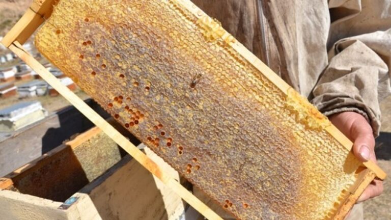 Tercan’da Arıcıların Bal Hasadı