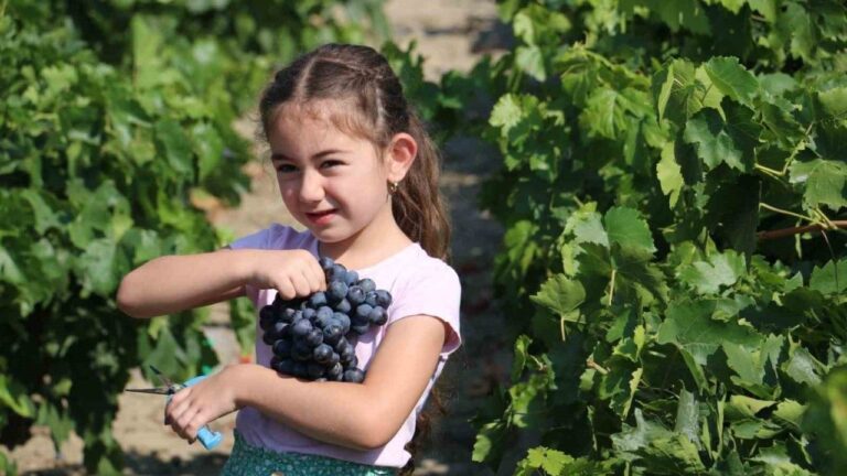 Tescilli Cimin Üzümünde Hasat Zamanı
