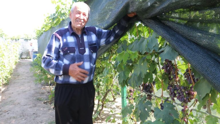 300 Metrekarelik Alanda 70 Çeşit Üzüm Yetiştiriyor