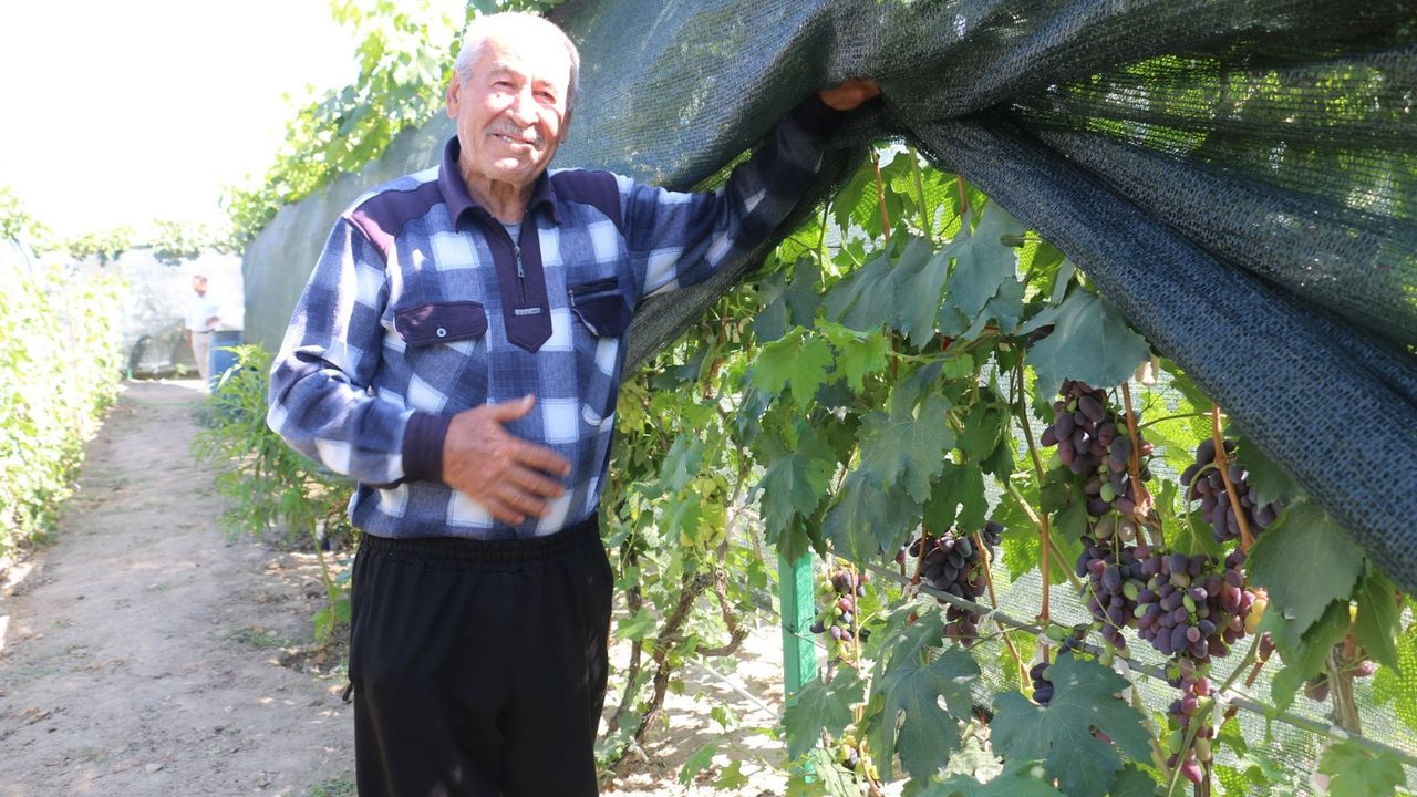 300 Metrekarelik Alanda 70 Çeşit Üzüm Yetiştiriyor