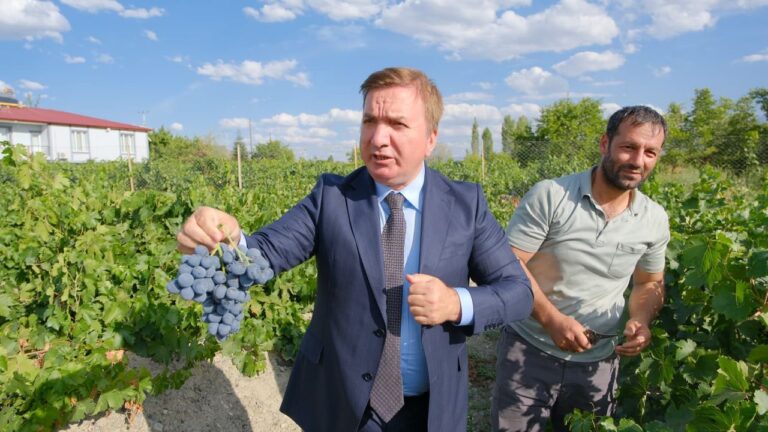 Cimin Üzümü Hasadı Devam Ediyor