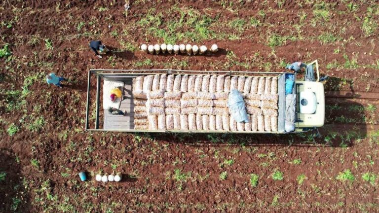 Ağustosta En Çok Ucuzlayan Ürün Patates Oldu