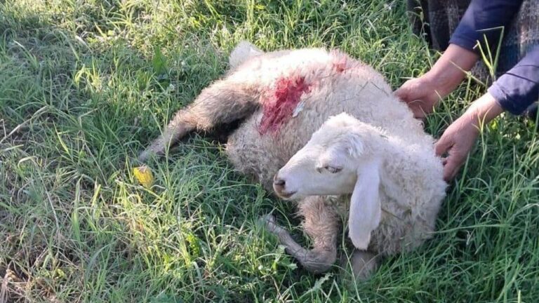 Akyazı’da Başıboş Sokak Köpekleri 6 Kuzuyu Telef Etti