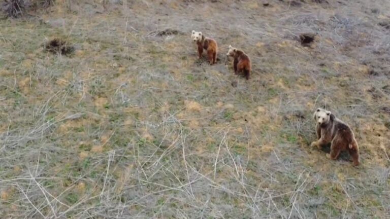Anne Ayı ve İki Yavrusu Havadan Görüntülendi