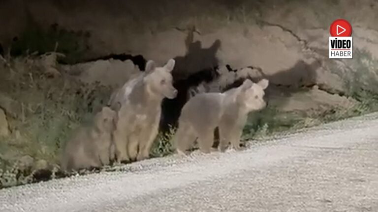 Erzincan Pülümür Karayolunda Ayı ve Yavruları Görüntülendi