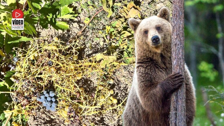 Madem Ayı Vurmak Yasak, O Zaman Ayılarınıza Sahip Çıkın!