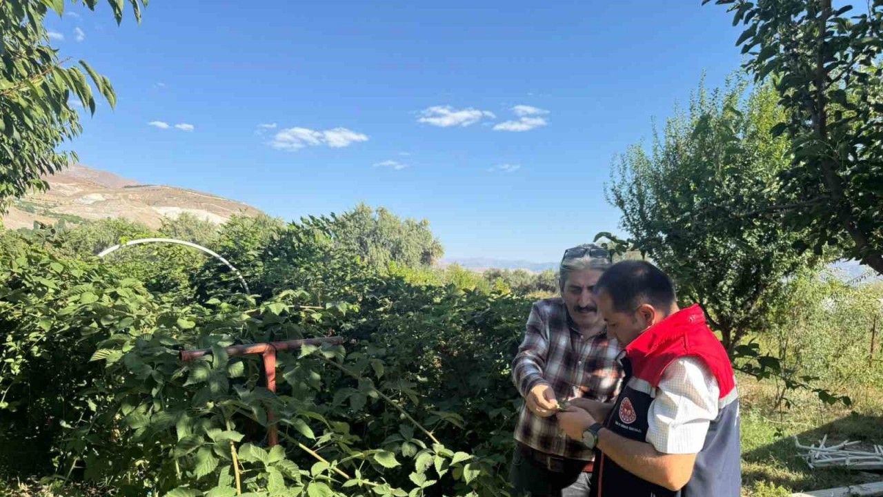 Büyük Çakırman Köyündeki Böğürtlen Üretimi Artıyor