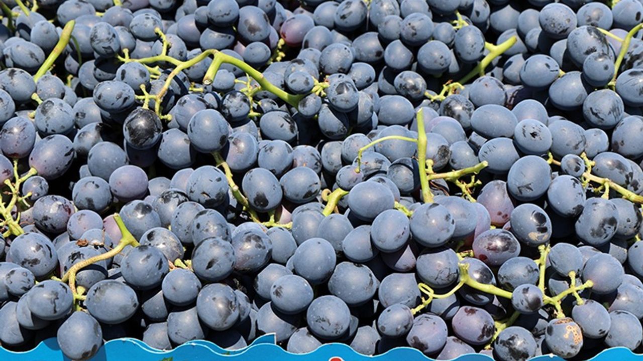 “Cimin Üzümü”nün Hasadı Sürüyor