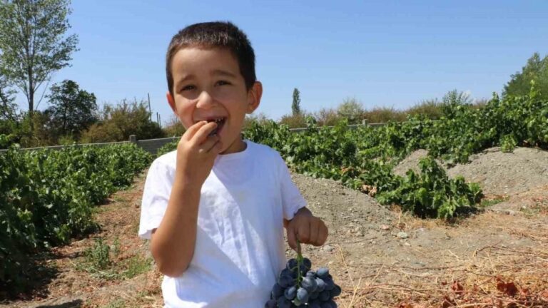 Cimin Üzümü Hastalıklara Şifa