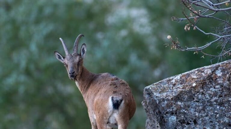 Dağ keçileri Munzur Dağlarına Güzellik katıyor