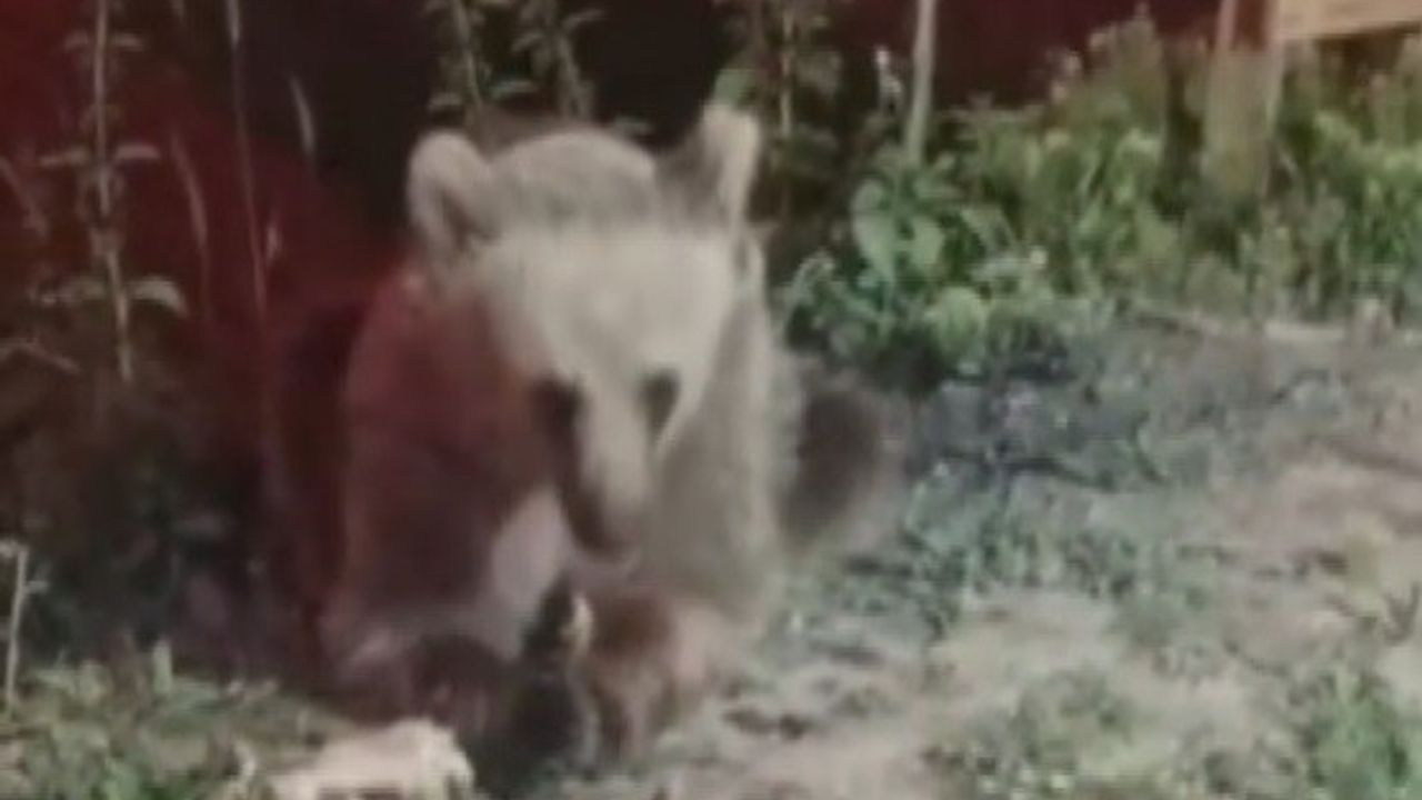 Dumanlı Parkında Karnını Duyuran Ayı Görüntülendi