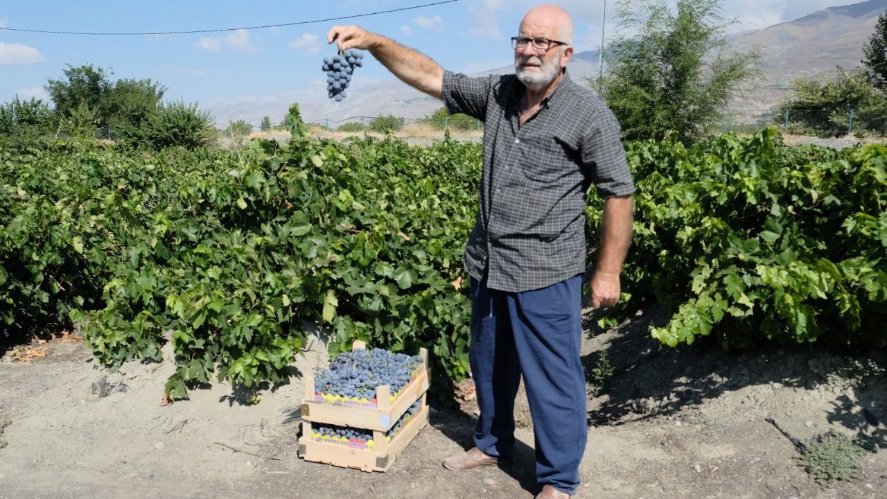 Erzincan Cimin Üzümü; “Sofralıkta Eşsiz, Şarapta Kullanılamaz”