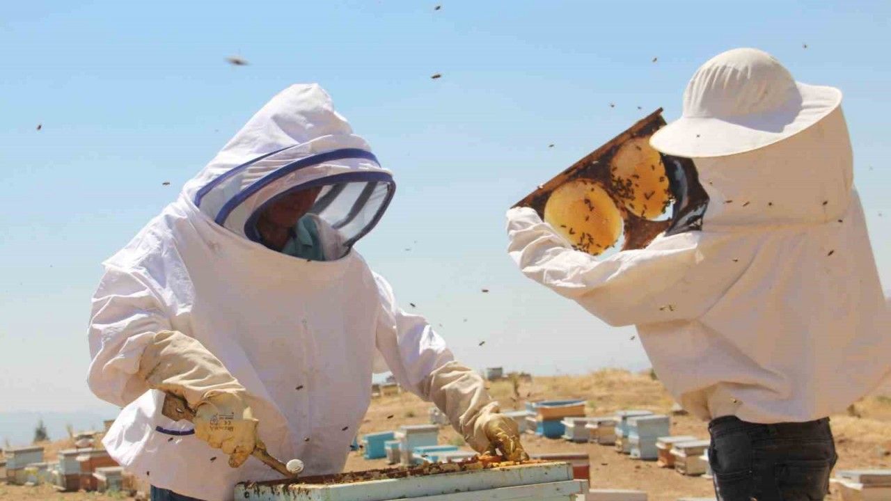 Erzincan’da Arıcıların Bal Hasadı Sürüyor