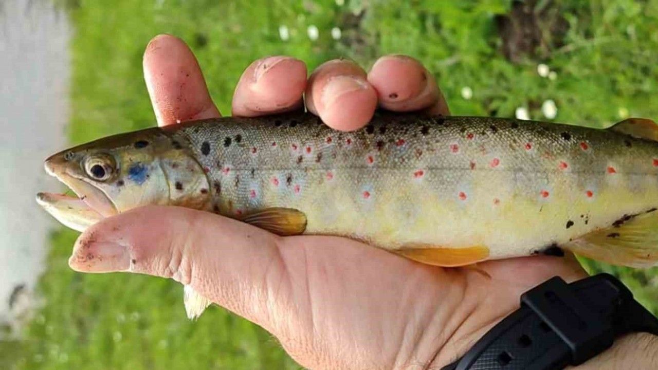 Erzincan’da Kırmızı Benekli Alabalığın Nesli Tükeniyor