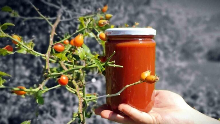 Erzincan’da Kuşburnu Marmelatı Zamanı