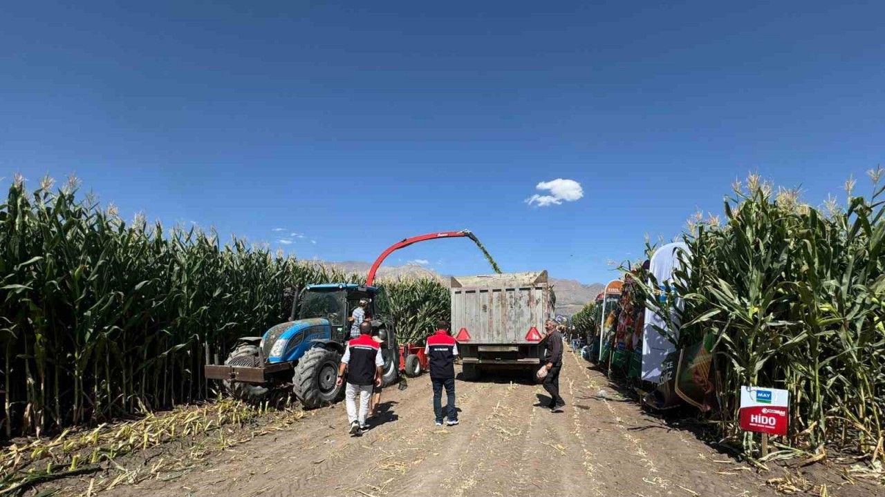 Erzincan’da Silajlık Mısırın Hasadı Sürüyor