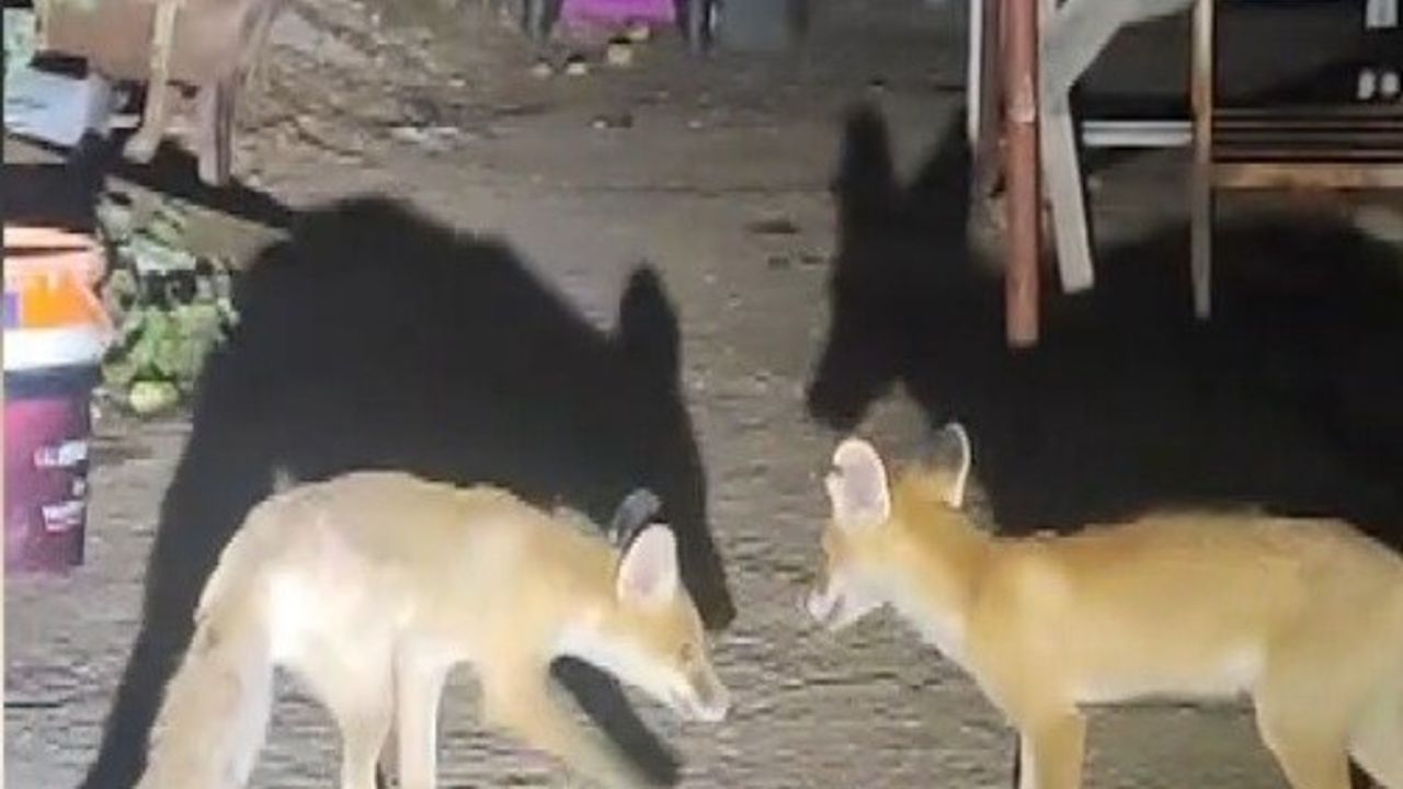 İki Tilki Akşamları Bu Evin Misafiri