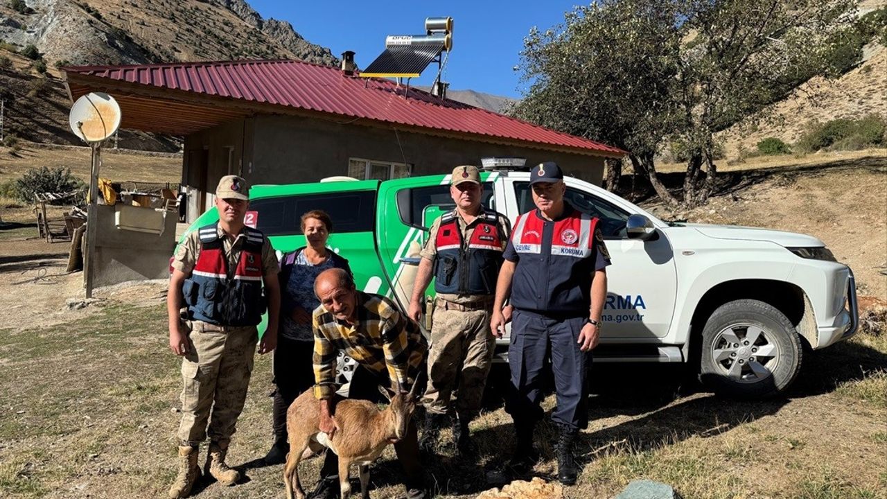 Jandarmadan Yaralı Yaban Keçisine Yardım Eli