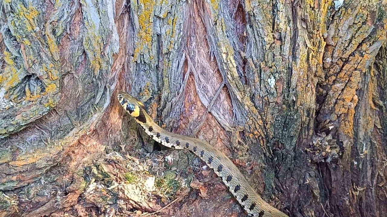 Küpeli Su Yılanı Tercan’da Görüntülendi