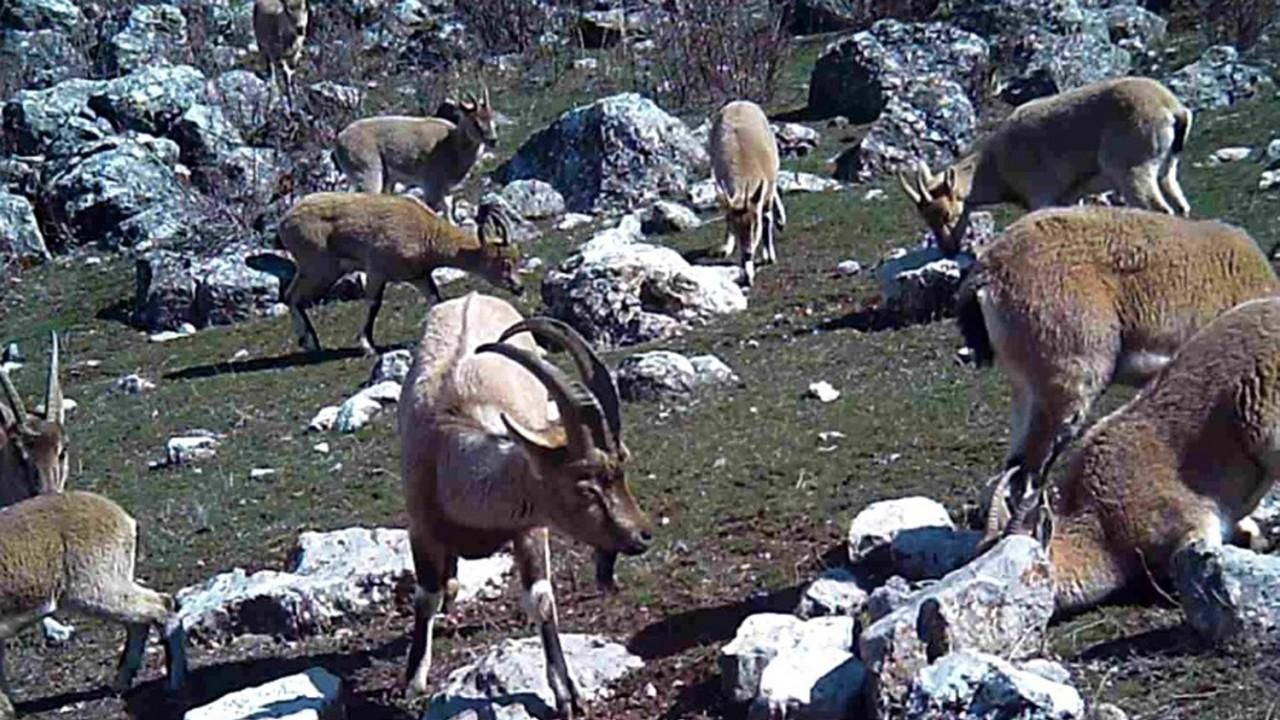 Yaban Keçisi Sürüsü Fotokapanla Görüntülendi